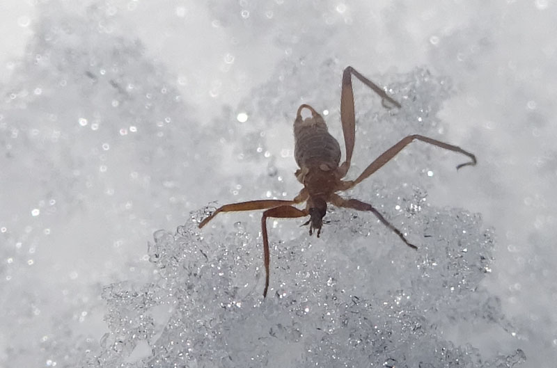 Maschio e femmina di Chionea sp. (Limoniidae)